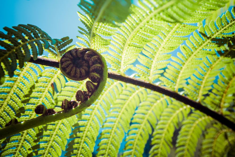 Up close photo of a New Zealand fern plant
