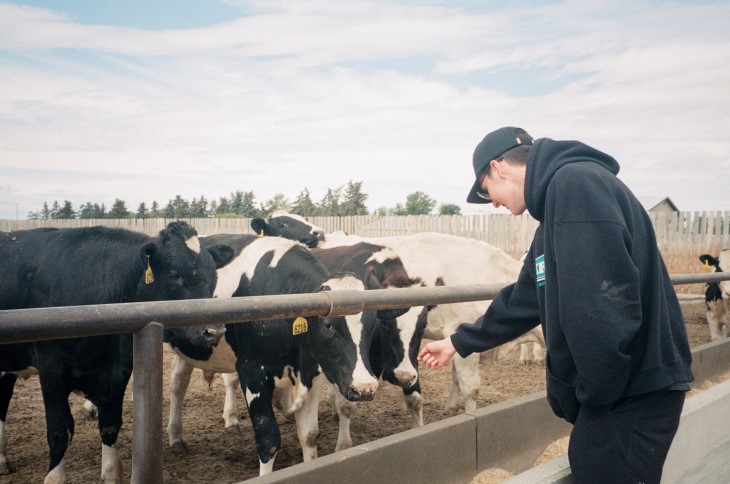Young male farmer looks after some cows