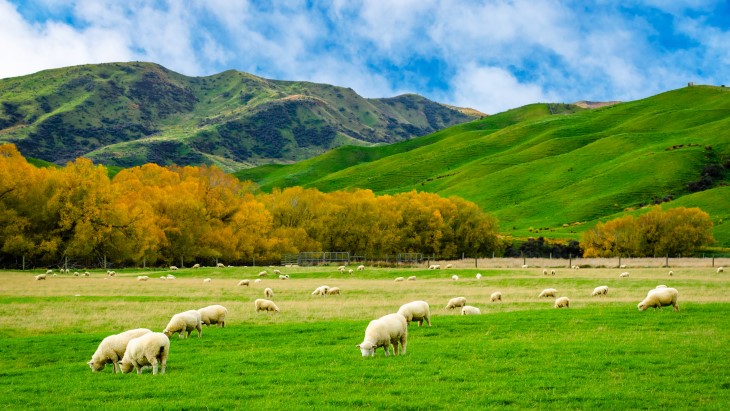 A flock of sheep grazing on a field with hills in the background.