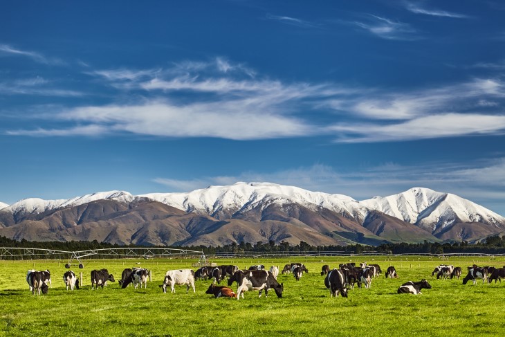 Cows grazing in a paddock in front of snow-capped mountains.
