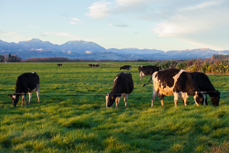 A herd of cows standing in a paddock on a farm with mountains in the background.