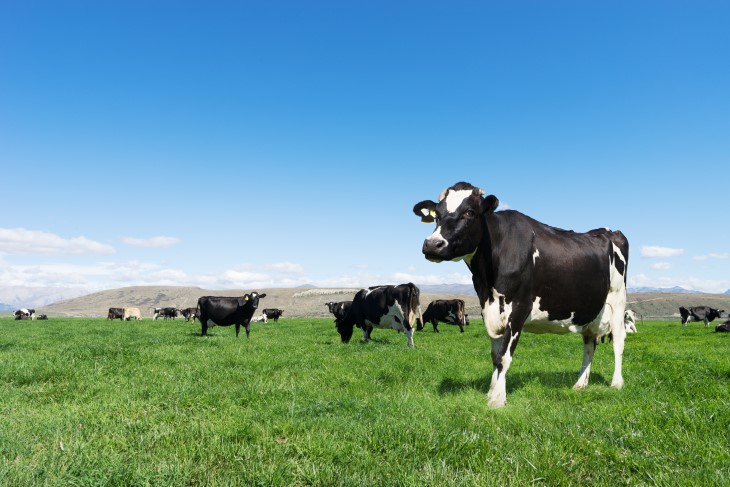Cows standing in a paddock under a blue sky.
