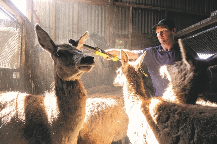 Harry Gaddum in a shed working with his deer.